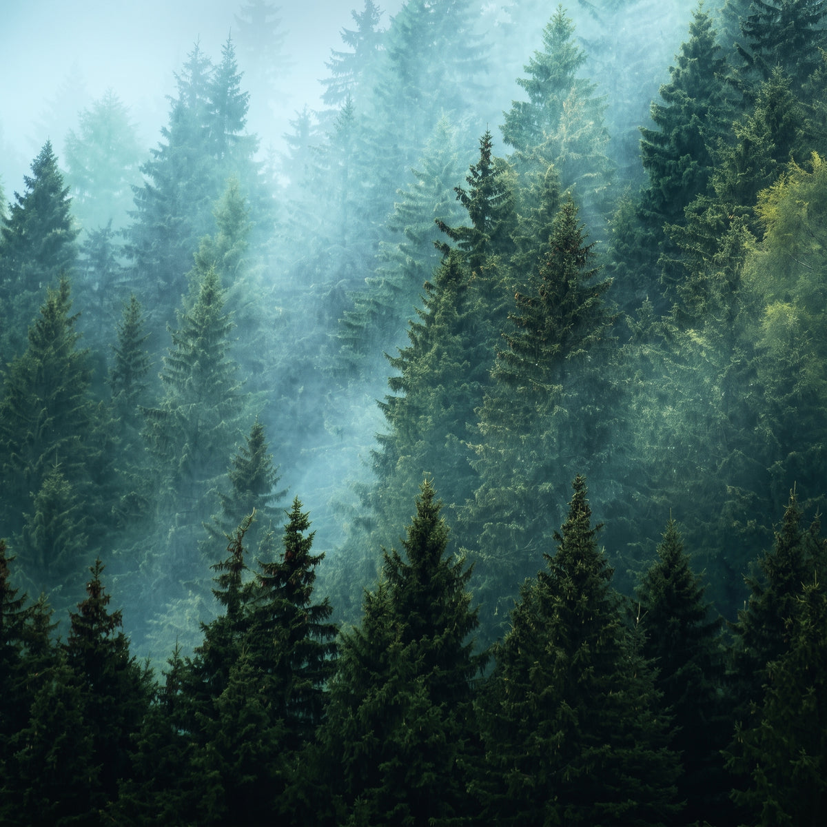 Evergreen forest with mist between the trees, inspiration for the Woodlands Scent Series.