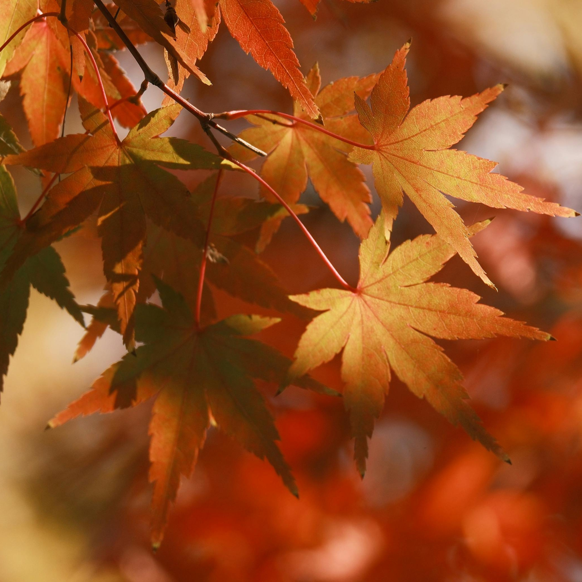 Orange and gold autumn leaves, inspiration for the Gathered Scent Series.
