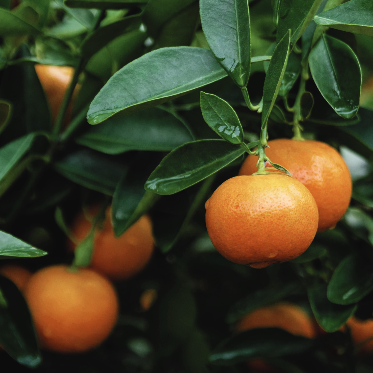 Orange fruit growing among glossy green leaves, inspiration for the Garden Scent Series.
